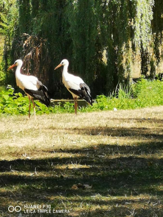 Au Nid De Cigogne Avec Garage A Kaysersberg Esterno foto